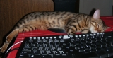 DSCN8294g800