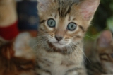 DSC_0478bengalka