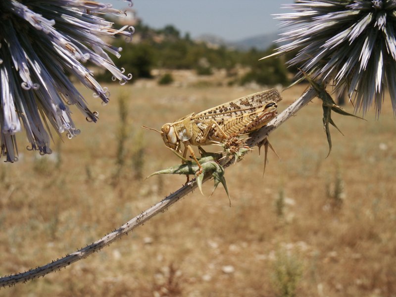 pict0013.jpg