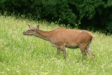 DSC07481z800