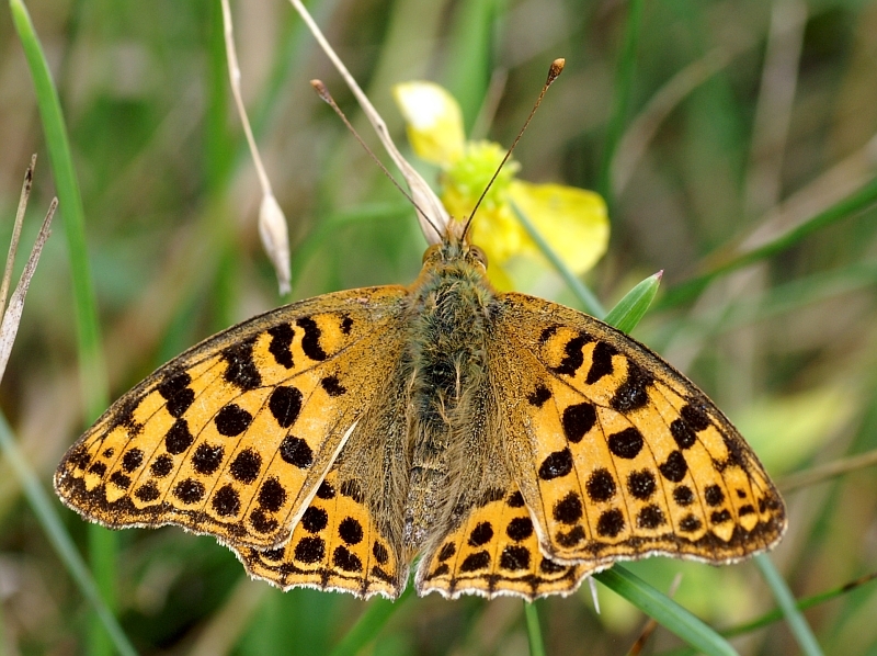 PICT1401g.JPG - Dostojka aglaja, Argynnis aglaja