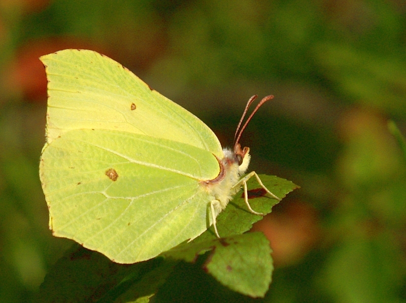 PICT3032g800.JPG - Gonepteryx rhamni