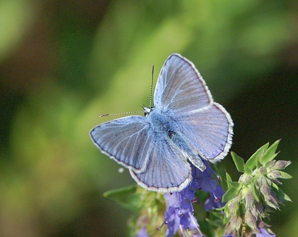 PICT9038g1m.JPG - Polyommatus icarus