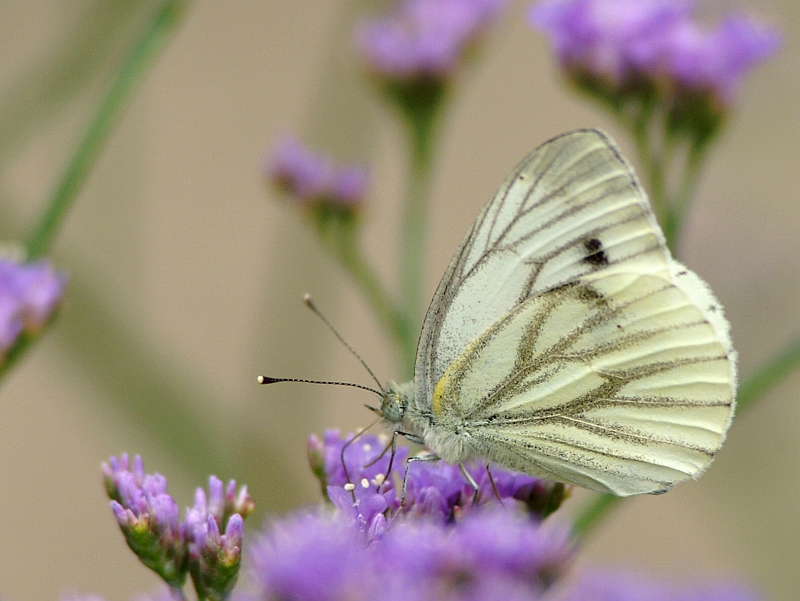 PICT9180g.JPG - Bielinek bytomkowiec, Pieris napi