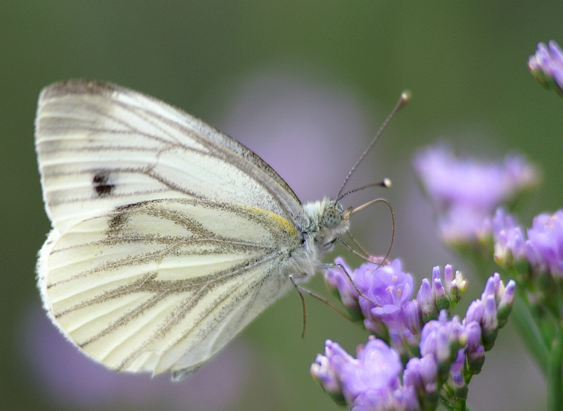 PICT9200g.JPG - Bielinek bytomkowiec, Pieris napi