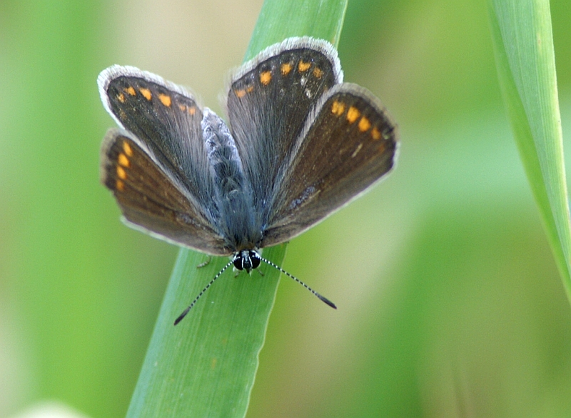PICT9400g.JPG - Polyommatus icarus