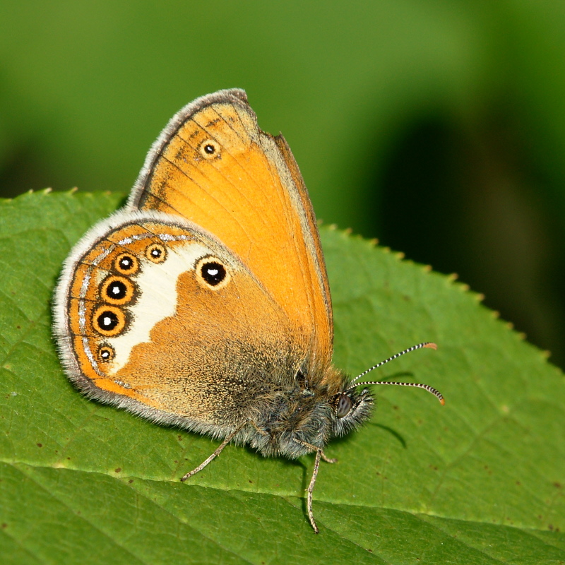 dsc01775m800.jpg - Coenonympha arcania