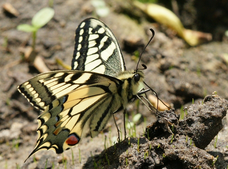 dsc02442paz800.jpg - Paź królowej, Swallowtail, Papilio machaon