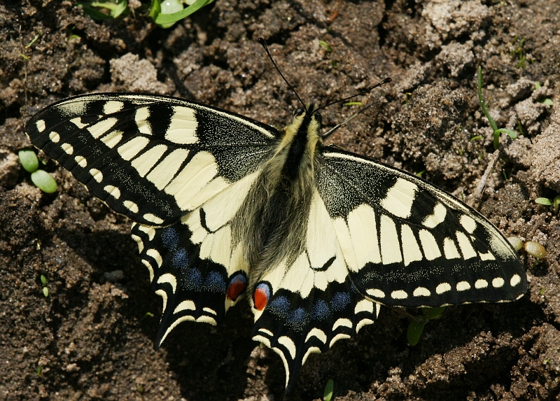 dsc02532az800.jpg - Paź królowej, Swallowtail, Papilio machaon