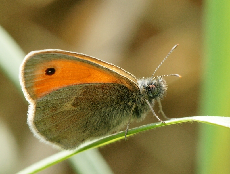 dsc02656g800.jpg - Strzępotek ruczajnik, Coenonympha pamphilus