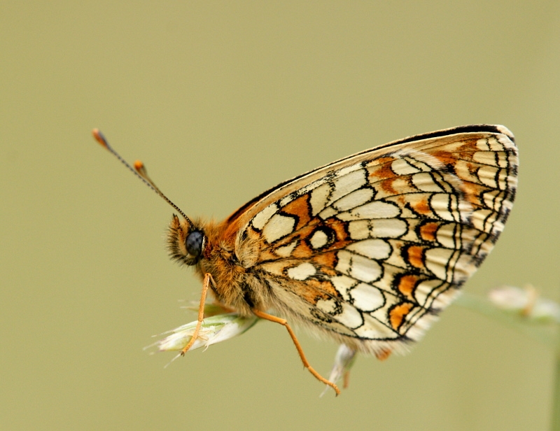 dsc04181m800.jpg - Melitaea athalia - Przeplatka atalia