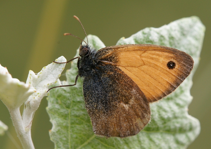 dsc04422m800.jpg - Strzępotek ruczajnik, Coenonympha pamphilus
