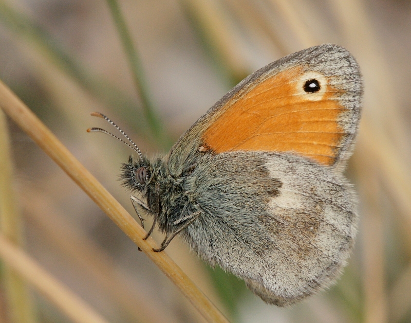 dsc04431m800.jpg - Strzępotek ruczajnik, Coenonympha pamphilus