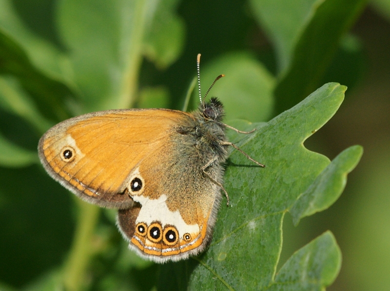 dsc04472m800.jpg - Coenonympha arcania - Strzępotek perełkowiec