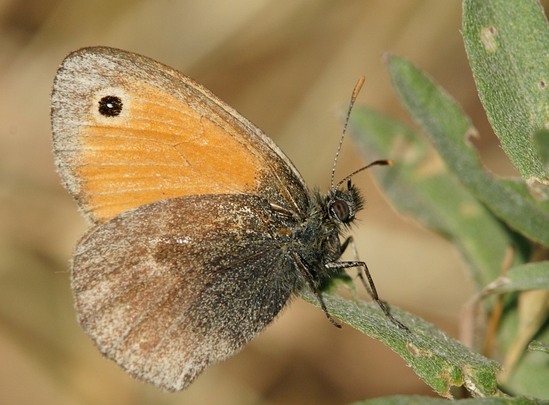 dsc04483g800.jpg - Strzępotek ruczajnik, Coenonympha pamphilus