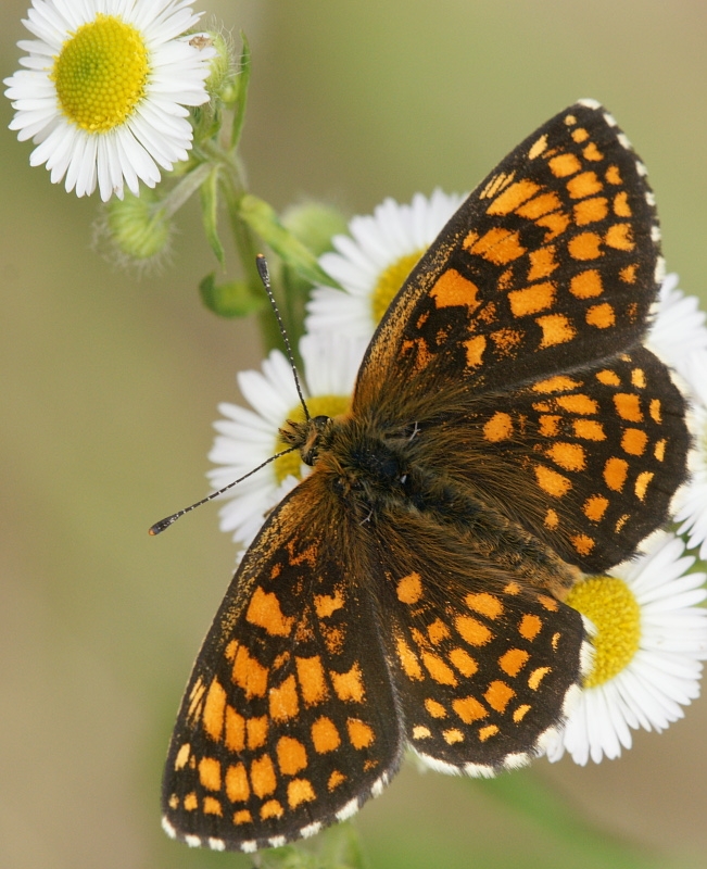 dsc04533m800.jpg - Melitaea athalia - Przeplatka atalia