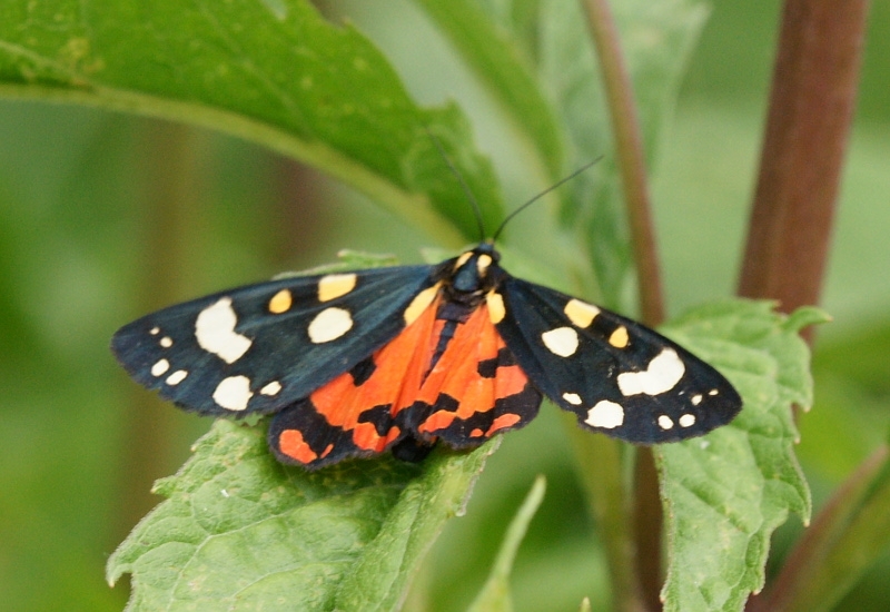 dsc04579m800.jpg