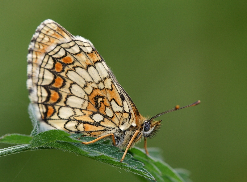 dsc04653m800.jpg - Melitaea athalia - Przeplatka atalia