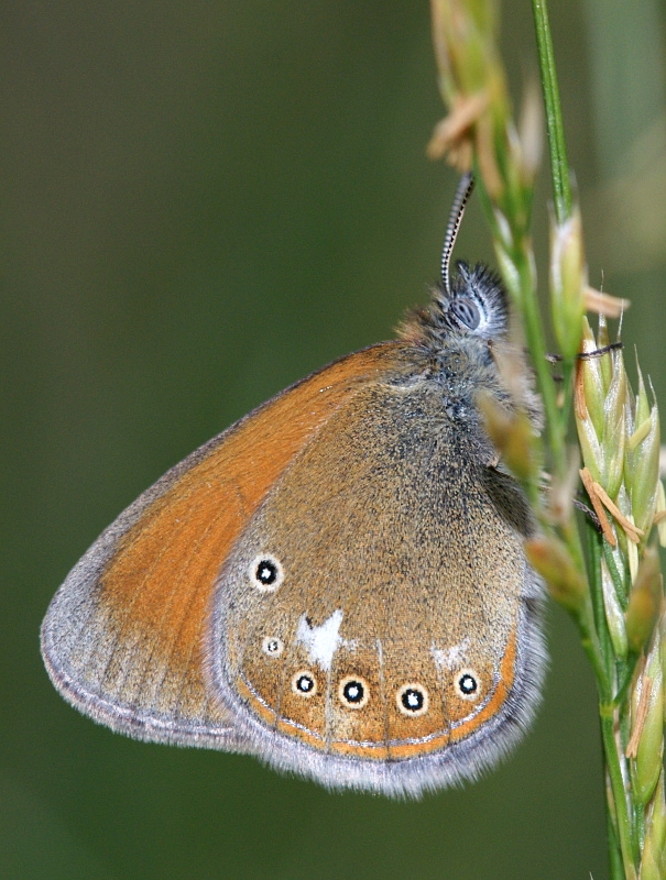 dsc04708m800.jpg - Coenonympha arcania - Strzępotek perełkowiec