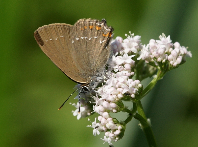 dsc04824m800.jpg - Satyrium ilicis -  Ogończyk ostrokrzewowiec