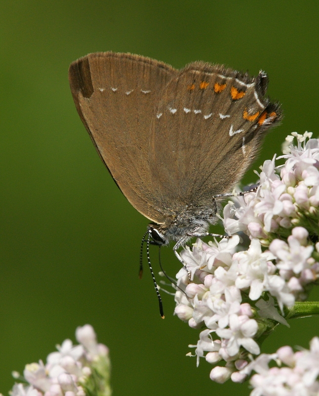 dsc04861m800.jpg - Satyrium ilicis -  Ogończyk ostrokrzewowiec