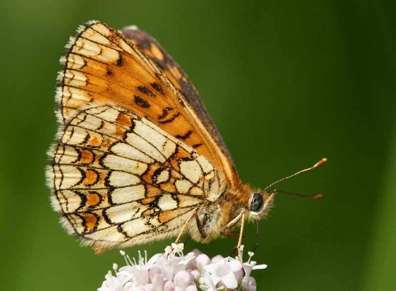 dsc04875m800.jpg - Melitaea athalia - Przeplatka atalia