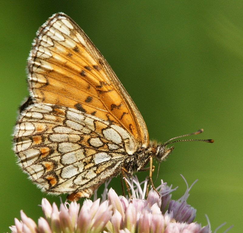 dsc05332m800.jpg - Melitaea athalia