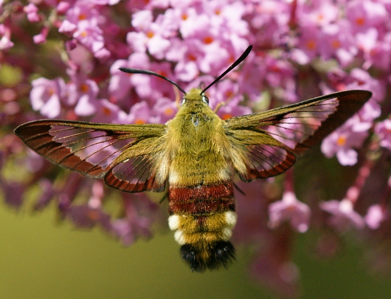 dsc05751m800.jpg - Hemaris fuciformis