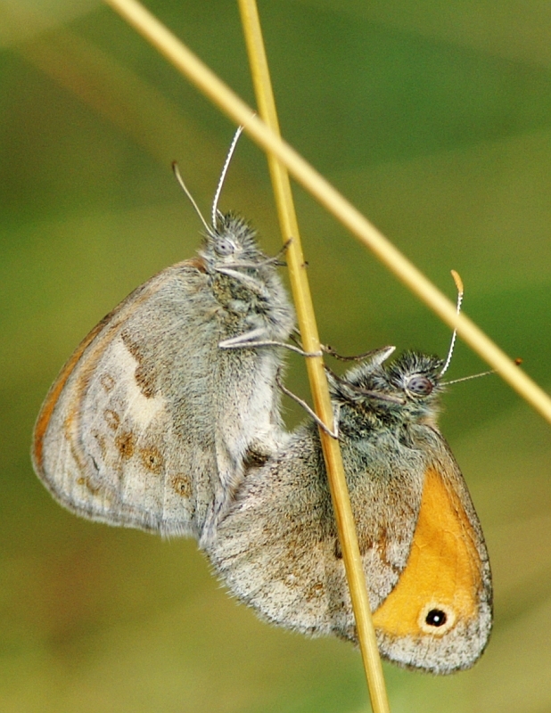 pict0016g800.jpg - Strzępotek ruczajnik, Coenonympha pamphilus
