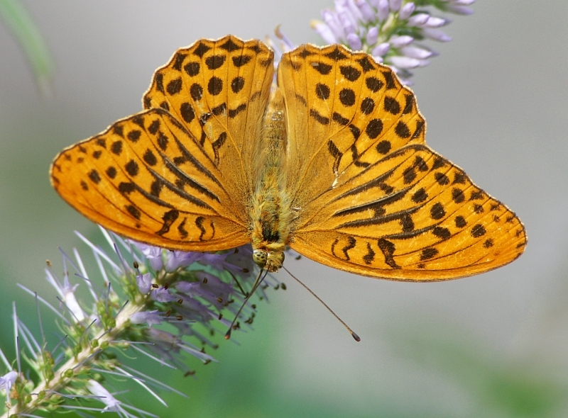 pict6791mal800.jpg - Dostojka malinowiec, Argynnis paphia
