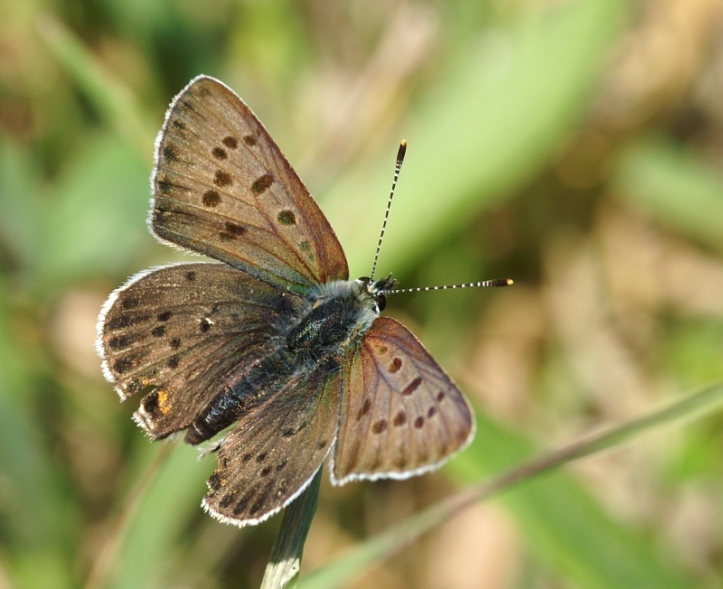 pict7742m800.jpg - Lycaena tityrus