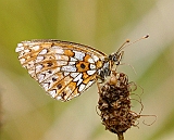 PICT1439BoloriaSelene