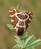 PICT1722ArctiaCaja