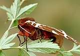 PICT1731ArctiaCaja1