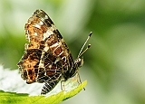 dsc02601g800