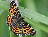 dsc02615g800