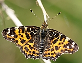 dsc02710g800