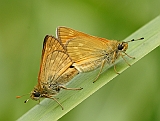 dsc04221m800