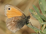dsc04483g800