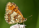 dsc04875m800