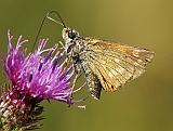 dsc05076m800