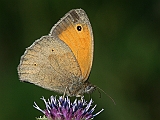 dsc05214m800