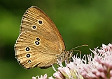 dsc05262m800