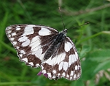 dscn1932g800