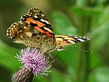 dscn1973g800