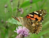 dscn1982g800