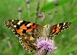 dscn1983g800