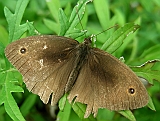 dscn2303g800