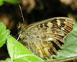 dscn2360g800