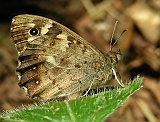 dscn2365g800